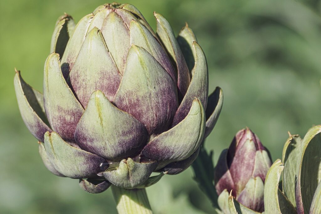 artichokes, vegetables, food, healthy, plant, vitamins, nutrition, edible, vegetarian, vegan, flower vegetables, tasty, nature, artichokes, artichokes, artichokes, artichokes, artichokes, vegetables, vegetables, vegan