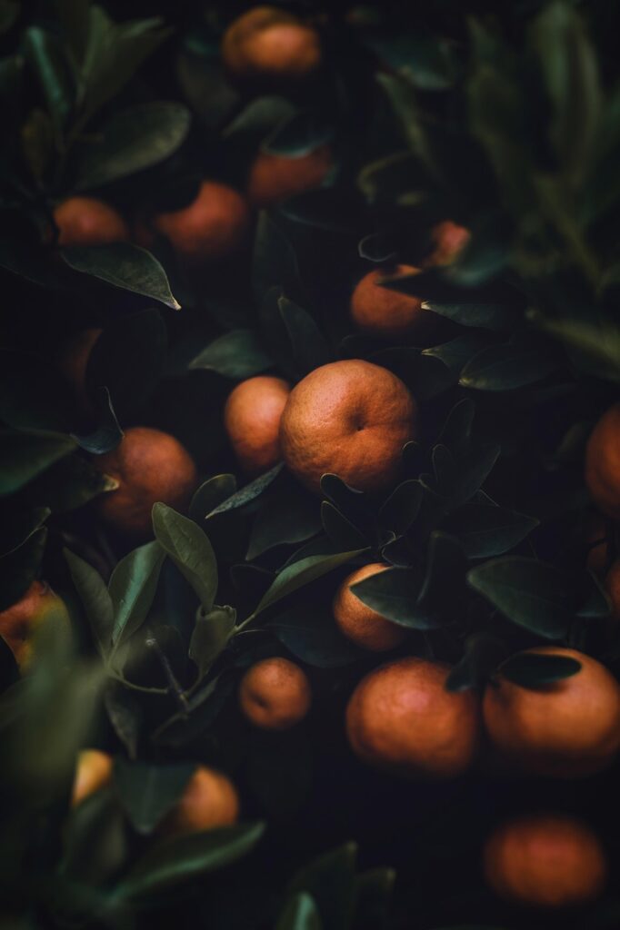 oranges, orange tree, agriculture, harvest, bounty, food, nature, oranges, oranges, orange tree, orange tree, orange tree, agriculture, agriculture, agriculture, agriculture, agriculture, harvest, harvest, food, food